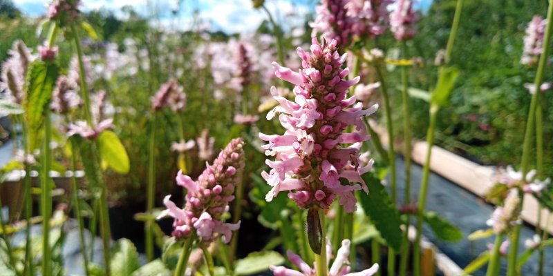 Betonica officinalis (Stachys monieri) 'Rosea' Pähkämö